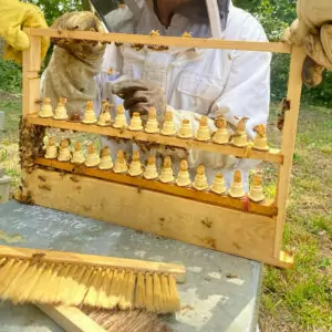 Formation Apiculture Élevage de Reines
