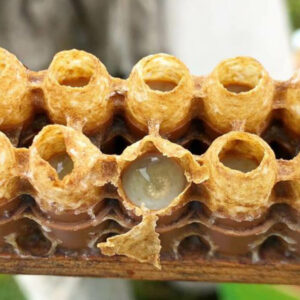 Formation Gelée Royale