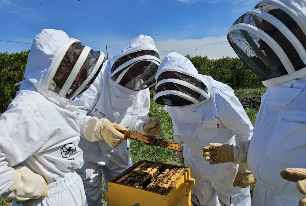 Comment débuter en apiculture ?