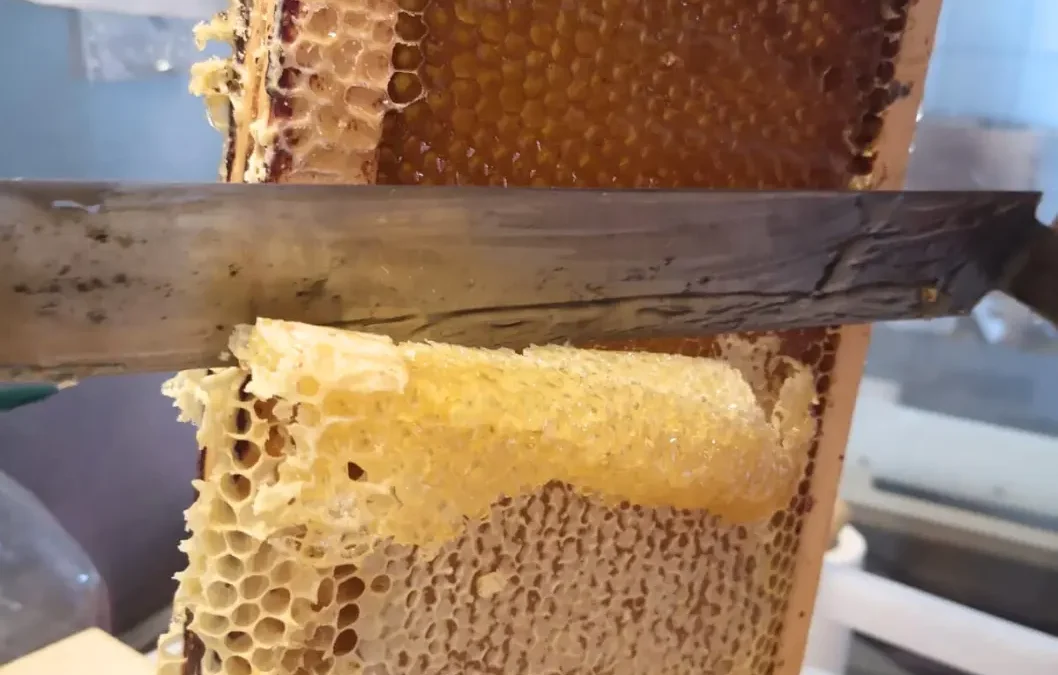 Tout savoir sur la récolte de miel
