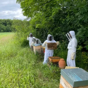 Formation Maîtriser les techniques avancées en apiculture