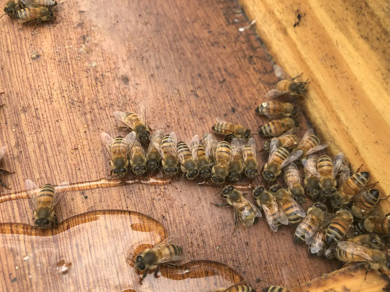 Lot De 4 Mangeoires Pour Abeilles - Pour Sirop De Miel Et Eau, Installation Facile, Robuste, Favorise La Santé De La Ruche